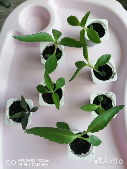 Каланхоэ лечебное