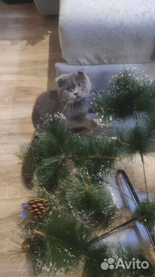 Шотландский кот на вязку