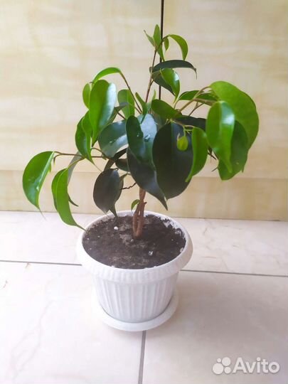 Фикус бенджамина