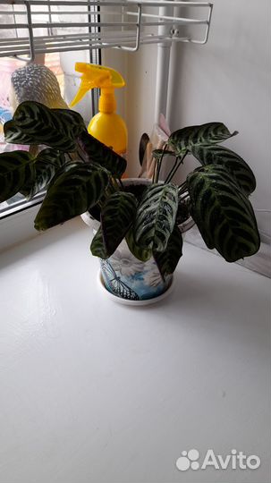 Комнатные цветы