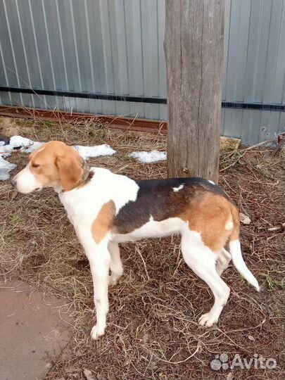 Отдам в добрые руки