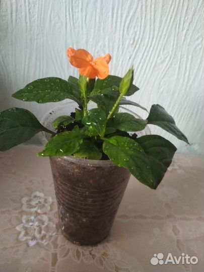 Кроссандра