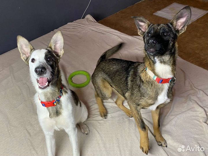 Щенки ищут дом