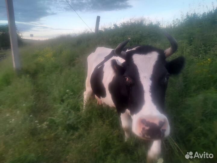 Корова стельная дойная