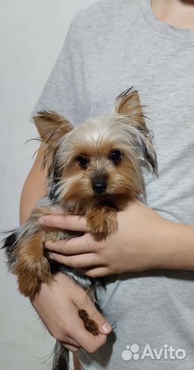 Йоркширский терьер девочка 7.5 месяца