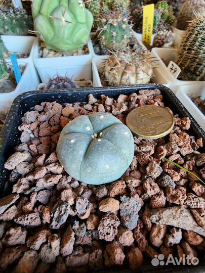 Кактус лысый