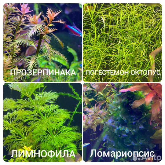 Аквариумные растения