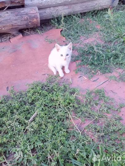 Котята в добрые руки бесплатно