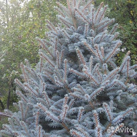 Ель Сизая Блу Тринкет