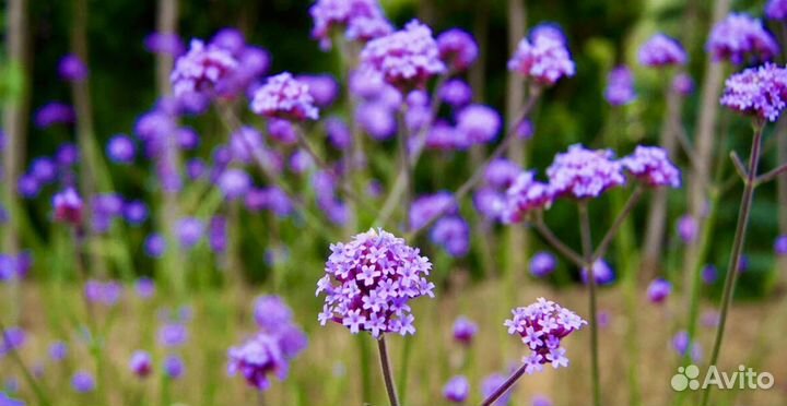 Вербена бонарская