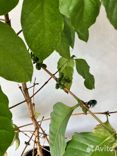 Кофейное дерево