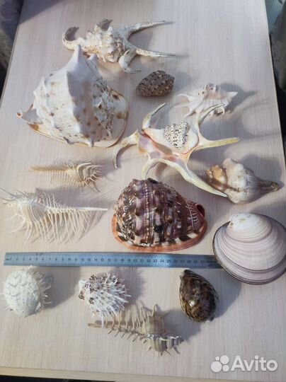 Коллекция ракушек За всё