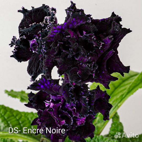 Детки сортовых стрептокарпусов