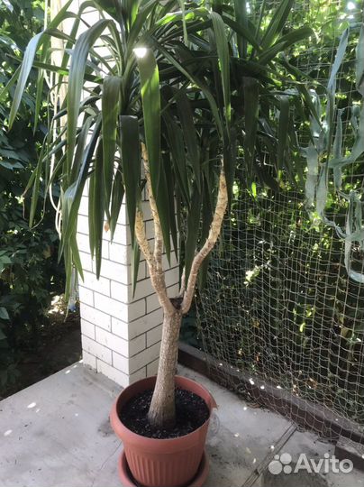 Пальма юкка, фикус Бенджамина