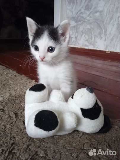 Мальчики ищут дом