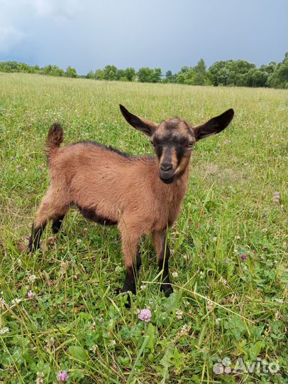 Чешские племенные козлята