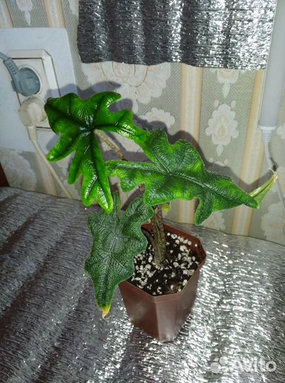 Алоказия Жаклин. Эпипремнум Годзилла