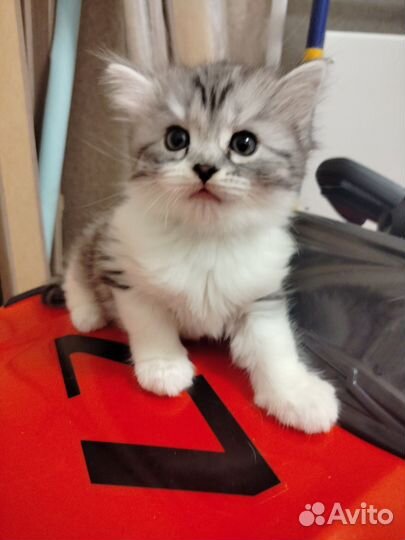 Отдам котёнка