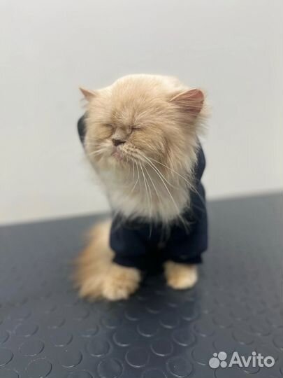 Кошка в добрые руки