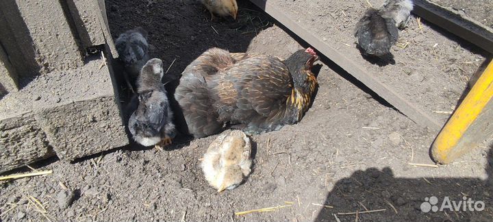 Наседка с цыплятами