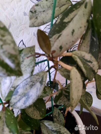 Хойя Hoya Carnosa Wilbur Graves