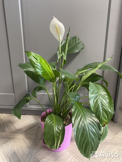 Спатифиллум