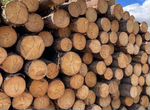 Продам готовый бизнес заготовка леса