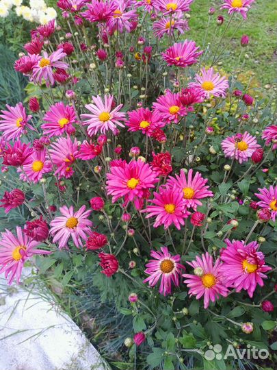 Хризантема, гейхера