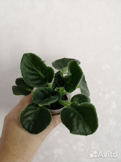 Фиалка сортовая