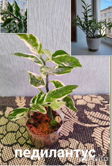 Комнатные цветы