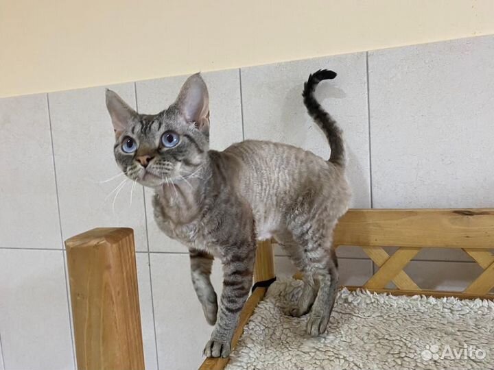 Девон-рекс котик Гальяно