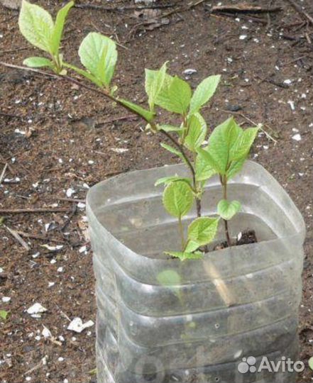 Саженцы лимонника китайского