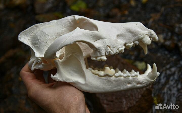 Имитация черепа волка