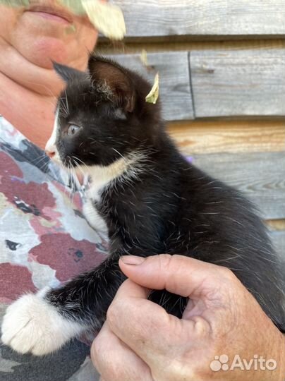 Элегантные черно-белые котята ищут дом