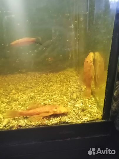Живая рыба