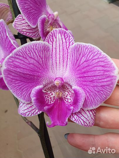 Адаптированные орхидеи фаленопсис