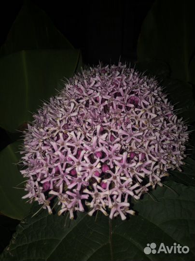 Клеродендрум Брунгле