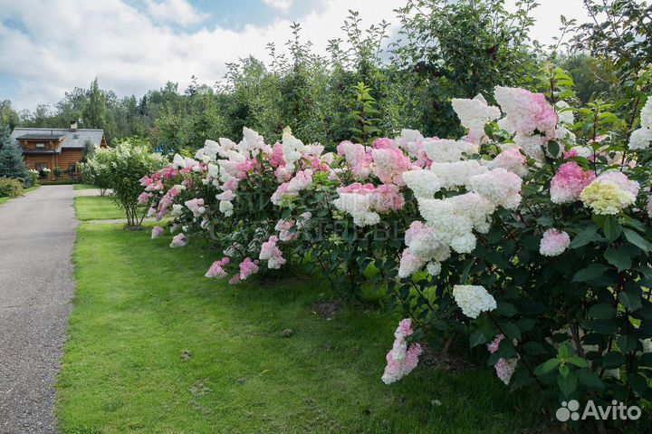 Гортензия Ванила Фрайз
