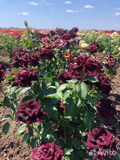 Саженцы роз и плодовых деревьев оптом