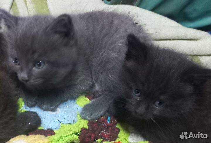 Котята от сибирской кошки