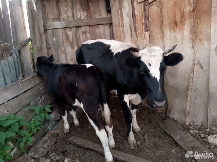 Корова с теленком
