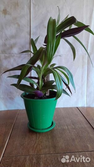 Комнатное растение Рео