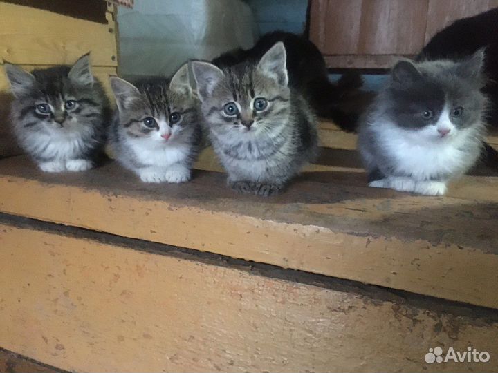 Котята в добрые руки бесплатно