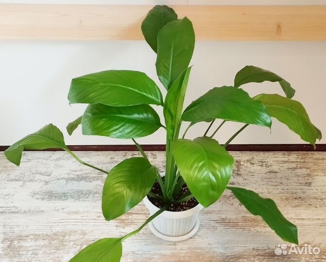 Спатифиллум