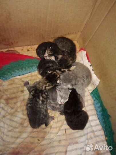 Котята девон-рекс