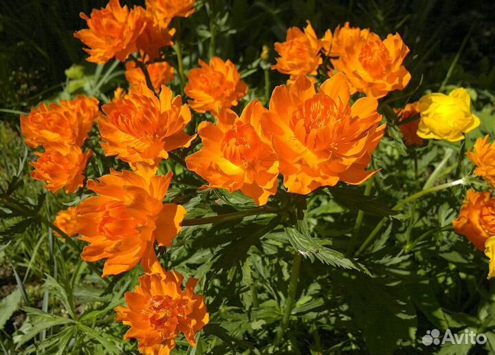 Китайская купальница(семена)