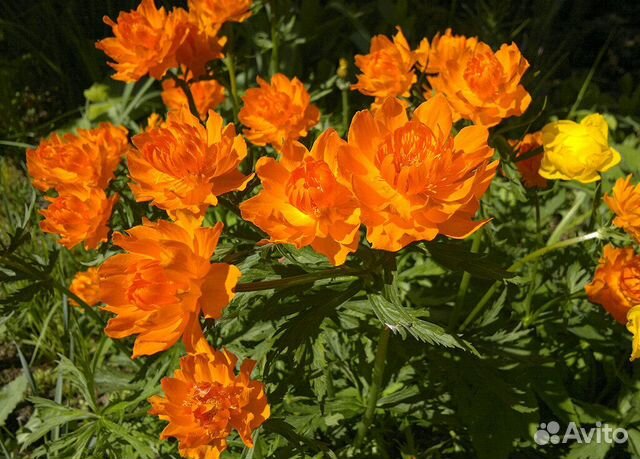 Китайская купальница(семена)