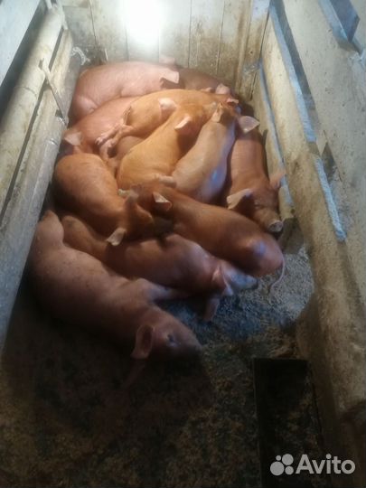 Поросят дюрок