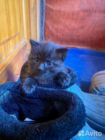 Котенок в добрые руки