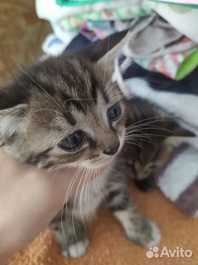 Кошка в дар бесплатно